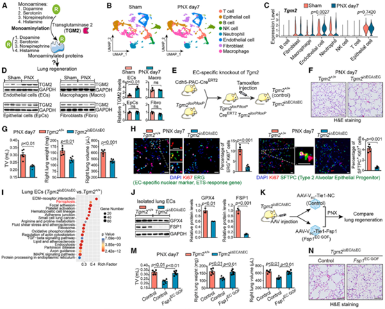 Cell Met丨TPI1多巴胺化可促进肺再生并抑制肺纤维化