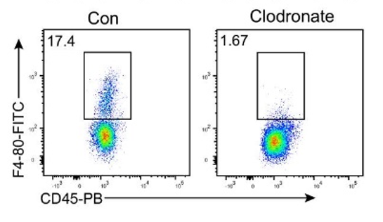 高手秘籍来了！助你轻松搞定巨噬细胞清除！
