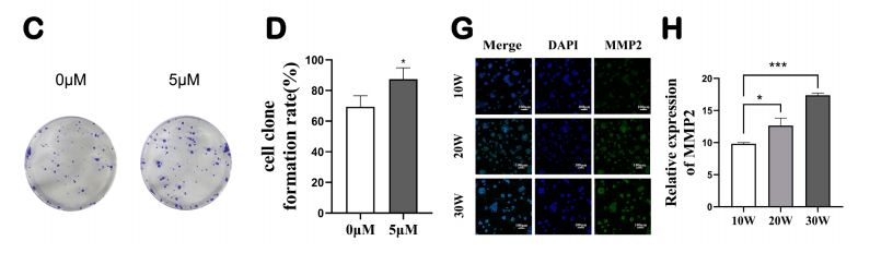 分子探针与表观遗传学研究好文分享：EIF4A3调节的circ_000999通过miR-205-5p/ZEB1轴促进镉诱导的恶性转化中的上皮-间充质转化