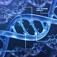 BS-seq(重亚硫酸氢盐测序）技术服务