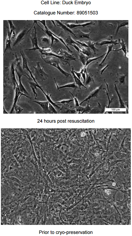 Duck embryo细胞图片