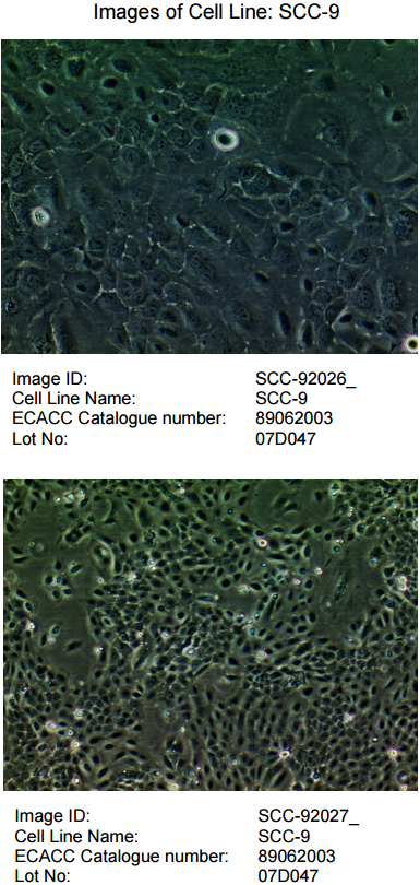 SCC-9细胞图片
