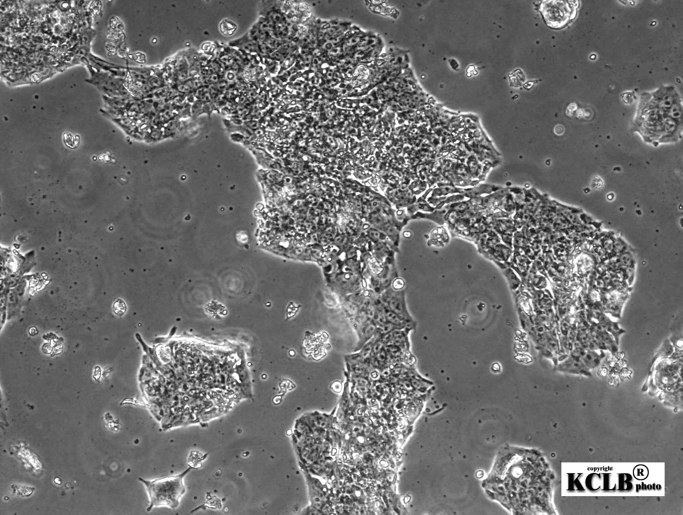 NCI-H508细胞图片