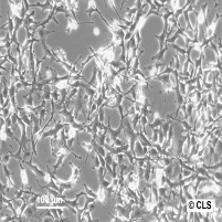 MSTO-211H细胞图片