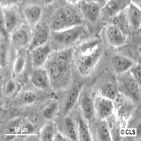 Chang Liver细胞图片