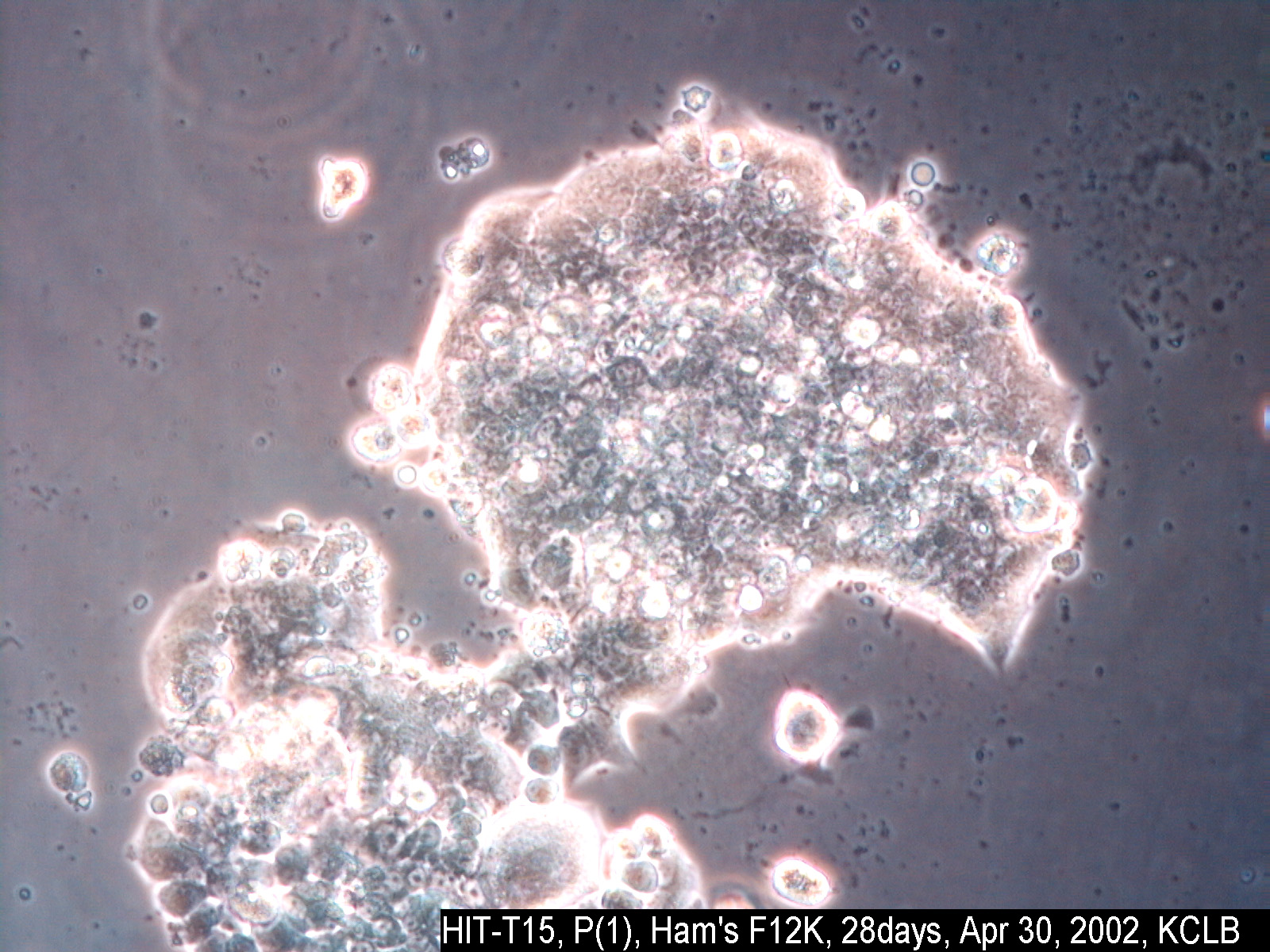 ATCC CRL-1777 HIT-T15细胞图片