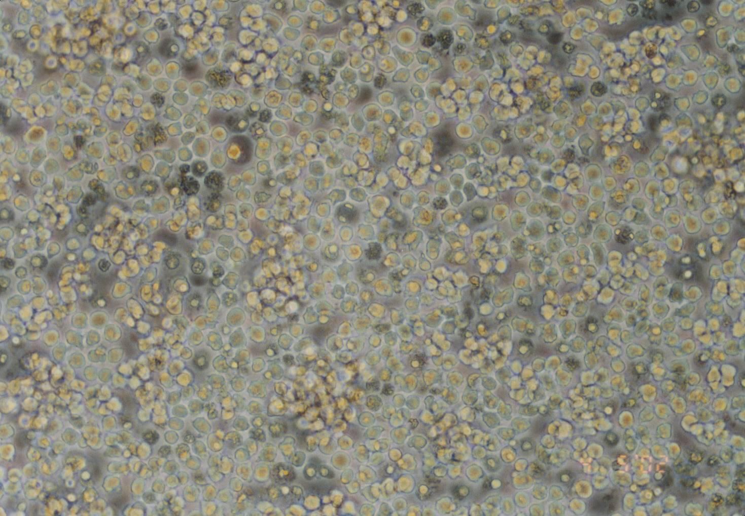 E.G7-OVA细胞图片