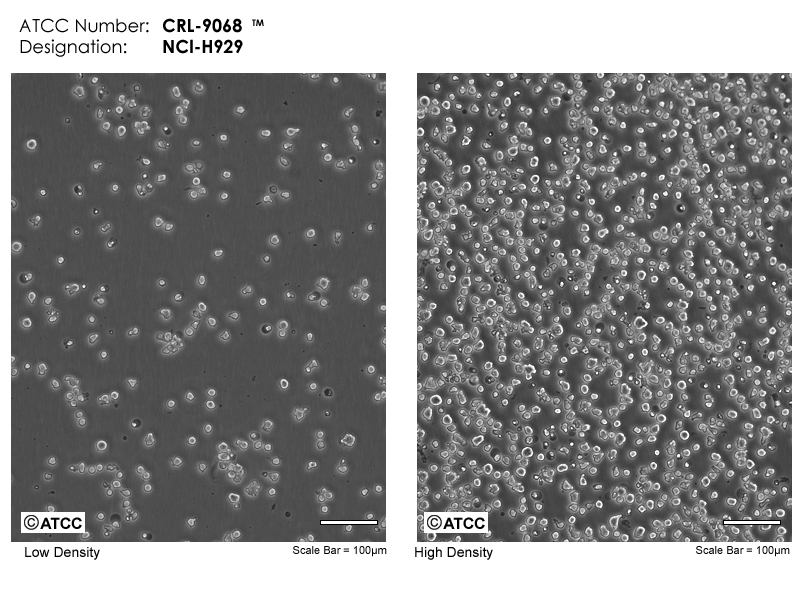 NCI-H929细胞图片