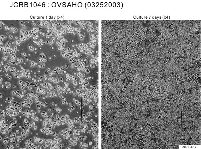 ATCC CCL-228 OVSAHO细胞图片