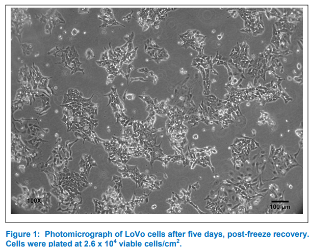 ATCC CCL-229 Lovo细胞图片