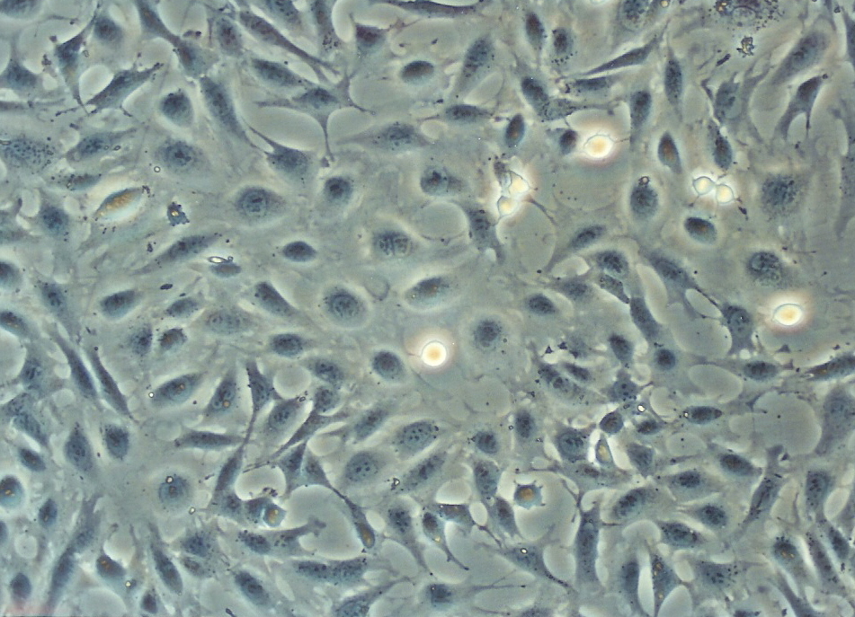 SV40 MES 13细胞图片