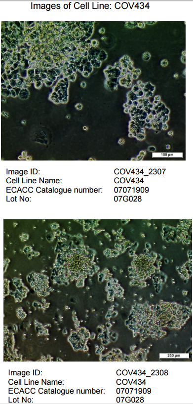 ATCC CCL-228 COV-434细胞图片