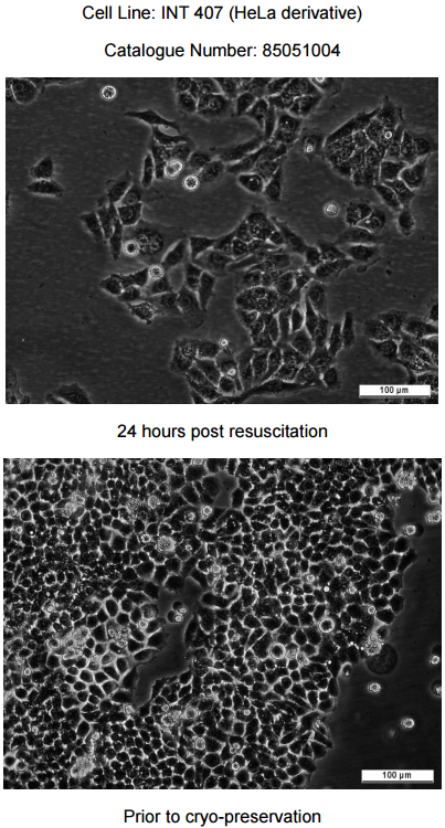 Henle-407细胞图片