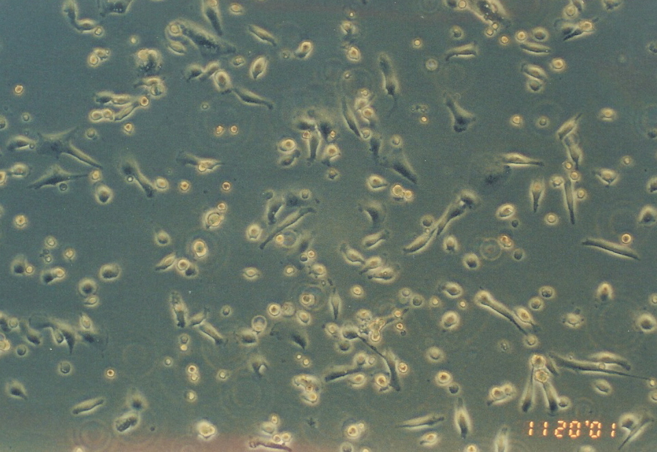 DBTRG-05MG细胞图片