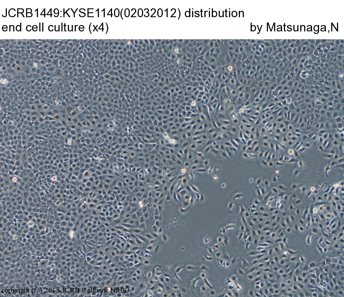 KYSE-1140细胞图片