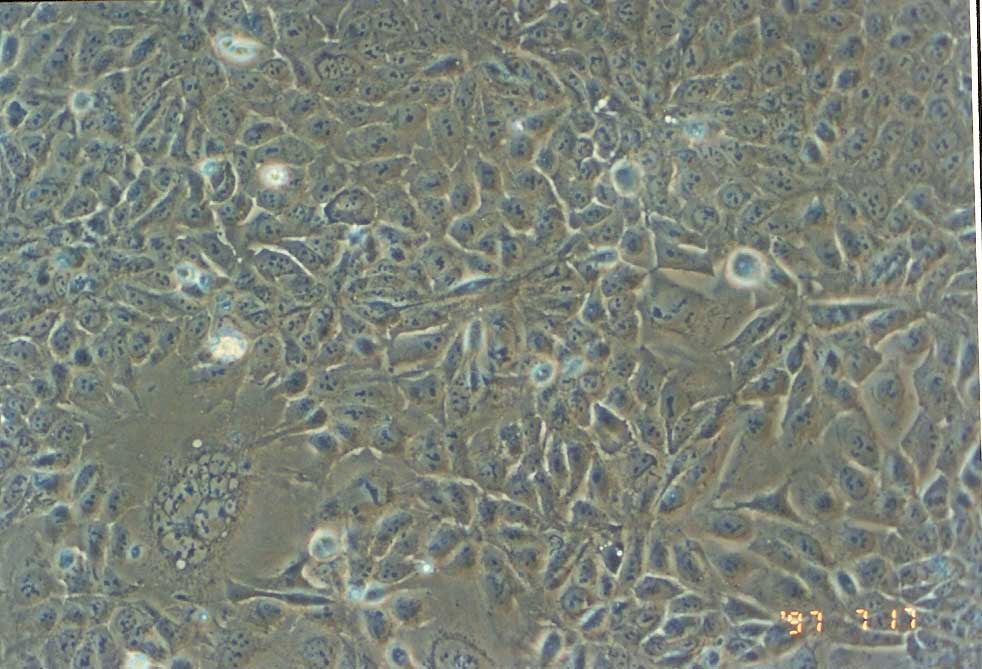 Dld Cell Line DLD-1细胞,ATCCCCL-221细胞, DLD1细胞,人结直肠腺癌上皮细胞价格_品牌:诺安基因-丁香通