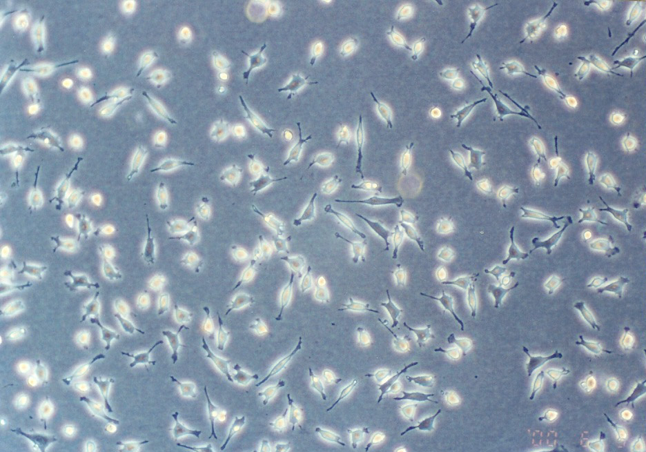 CCRF S-180 II细胞图片