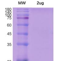 plenti-SFFV-COGFP-BSD