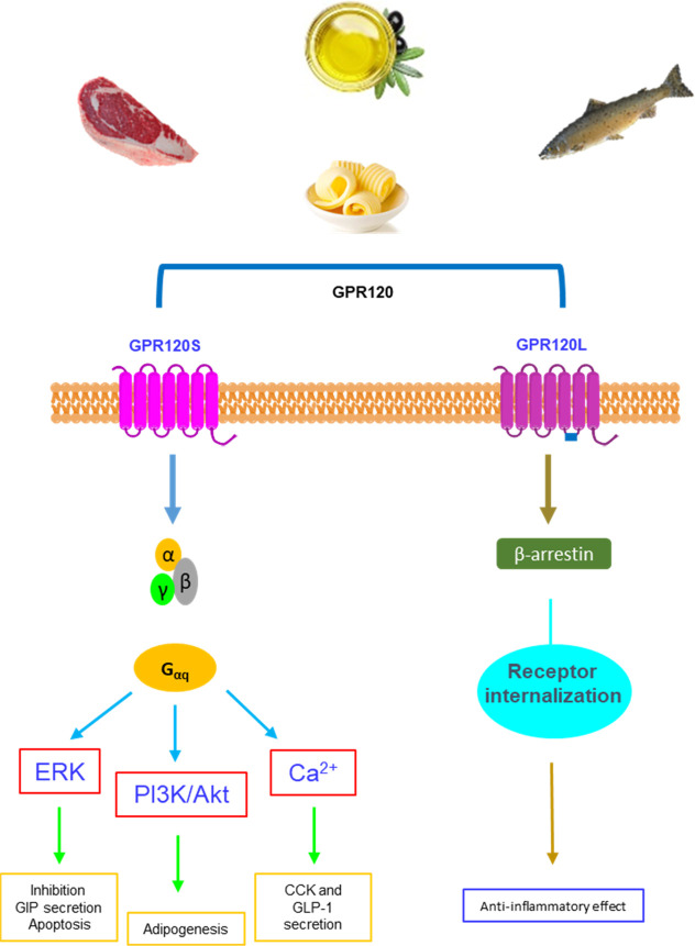 GPR120(FFA4)：调节生理过程的关键角色