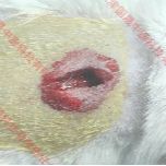 动物造模丨大鼠脊髓损伤模型