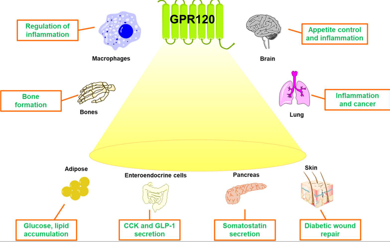GPR120(FFA4):调节生理过程的关键角色