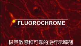 荧光金（Fluoro-Gold）操作流程