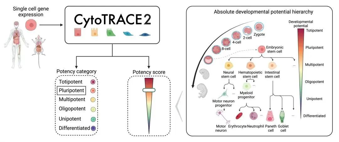 单细胞拟时序分析之CytoTRACE2：解决找不到分化起点的烦恼