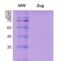 pLEGFP-C1-CMV-EGFP