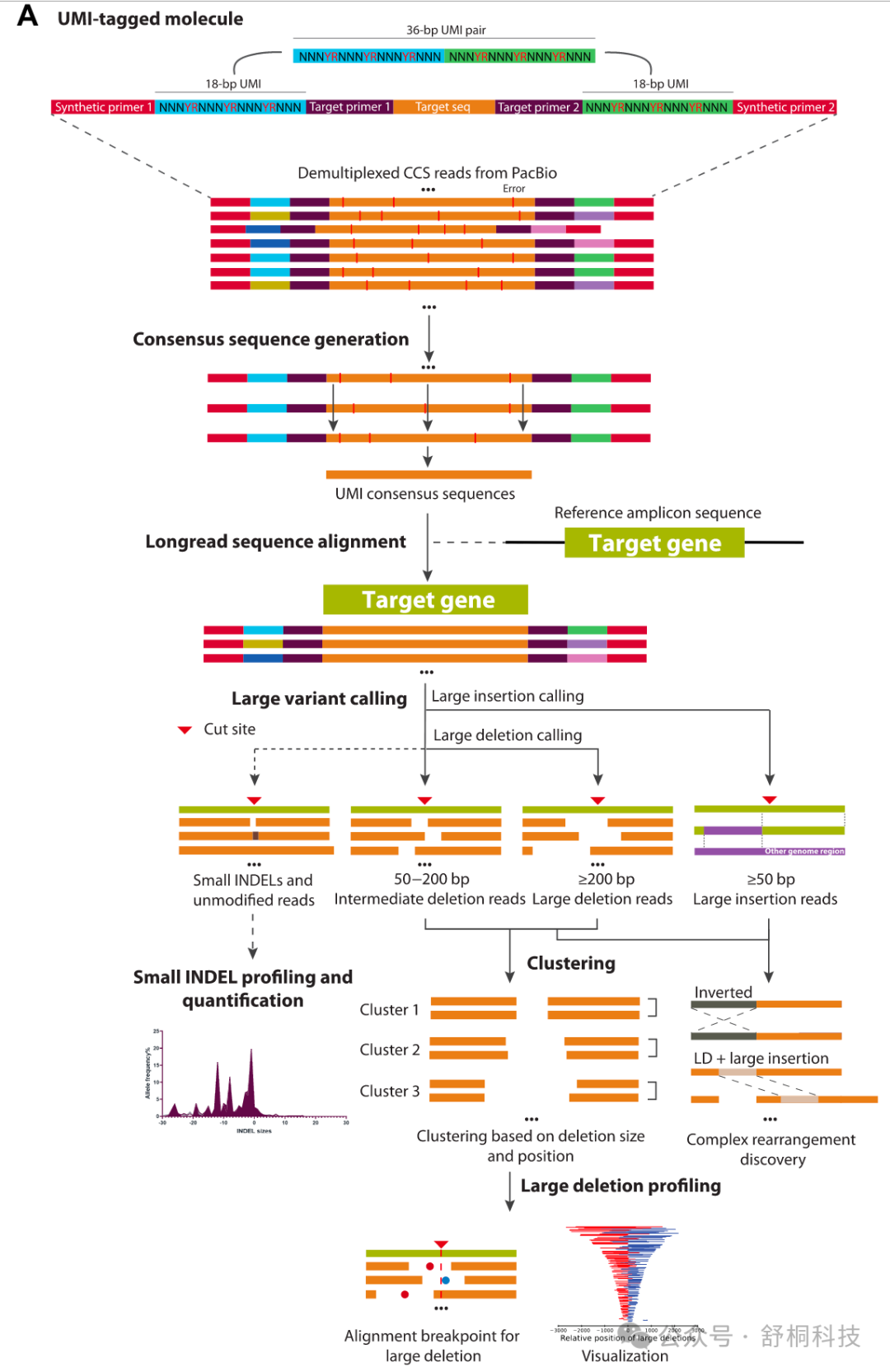 技术介绍 | 三代Long Range PCR