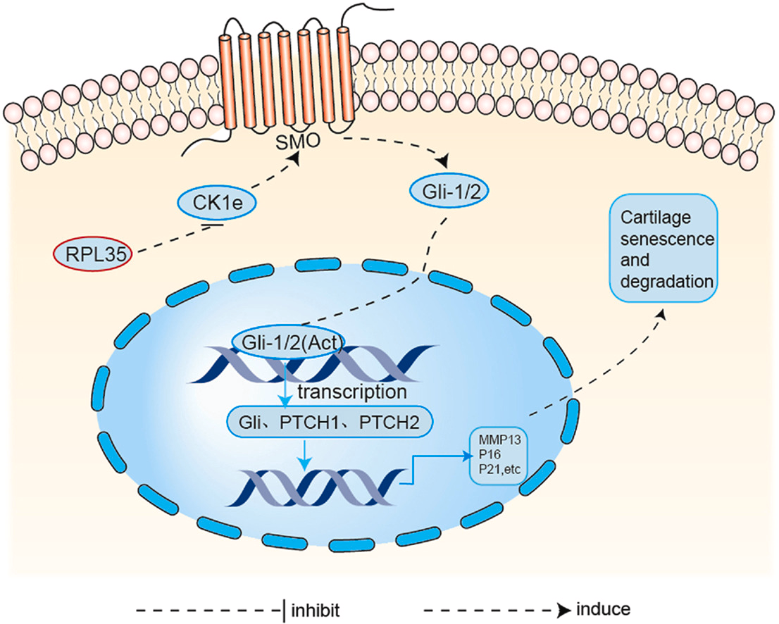 机械超负荷下调核糖体蛋白L35 通过 Hedgehog-Gli1 信号促进软骨细胞衰老和骨关节炎进展