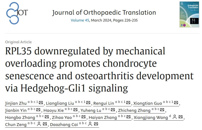 机械超负荷下调核糖体蛋白L35 通过 Hedgehog-Gli1 信号促进软骨细胞衰老和骨关节炎进展