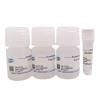 LabFect Lipofect5000 transfection reagent