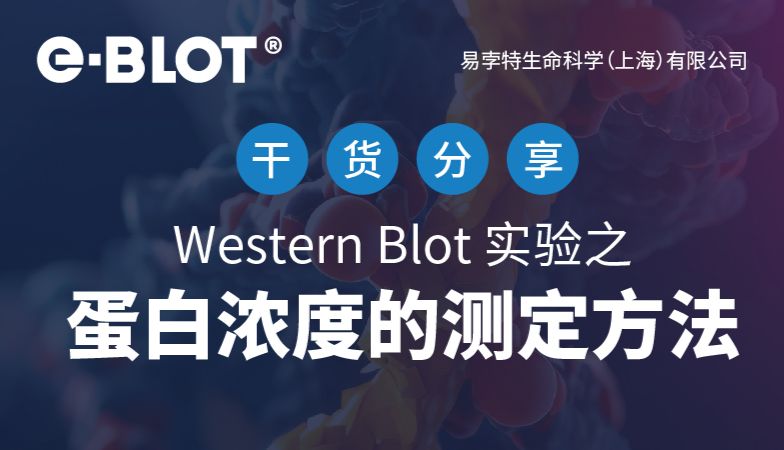 干货 | Western Blot 实验之蛋白浓度的测定方法