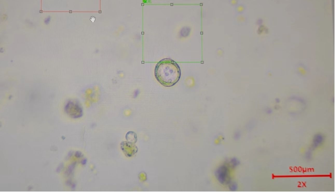 Absin第十四期类器官培训班精彩回顾