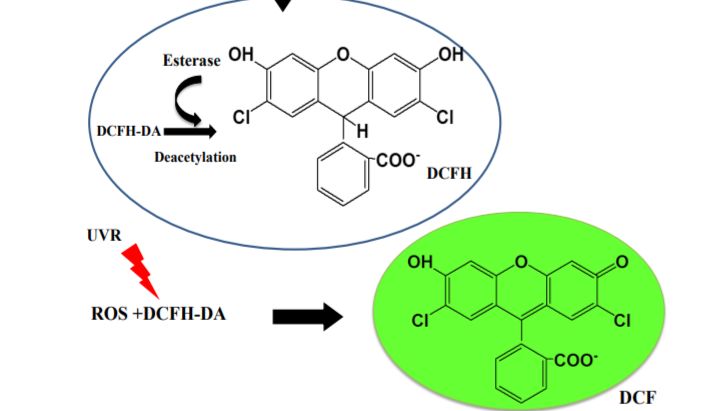细胞活性氧（ROS）检测攻略
