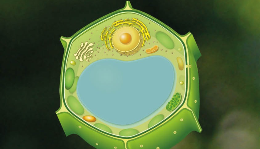 20% discount on all Compartment marker antibodies