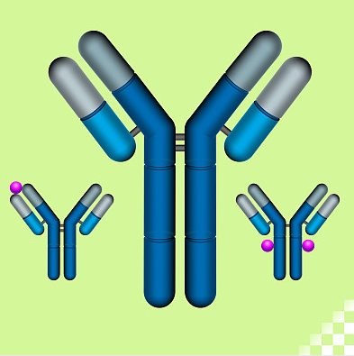 ELISA实验检测结合物的制备方法主要有哪两种