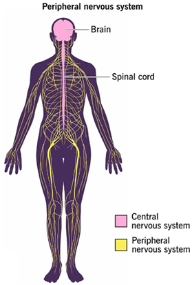 AAV组织特异性—外周神经的特异性调控