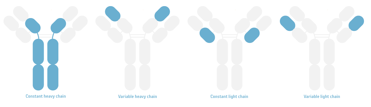  Secondary antibody guide