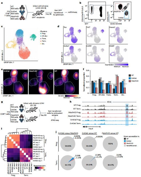 PD-1 表观遗传调控改善T细胞耗竭的新发现