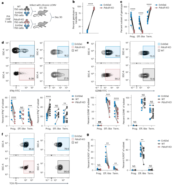 PD-1 表观遗传调控改善T细胞耗竭的新发现