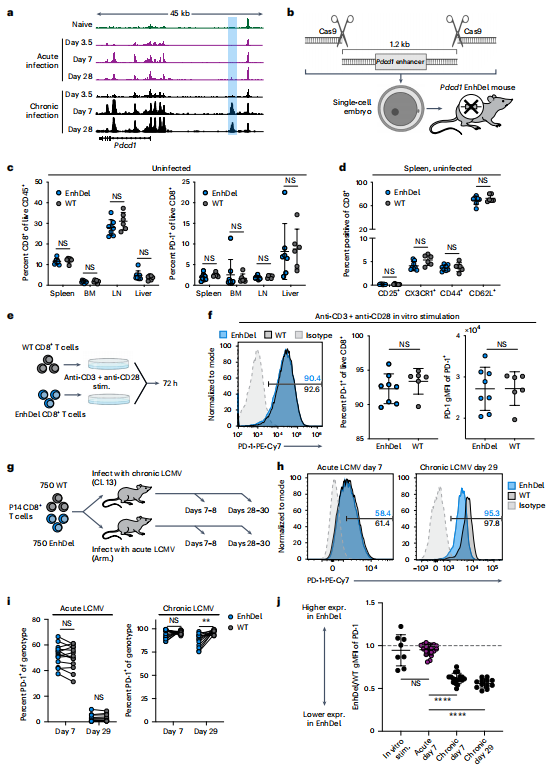 PD-1 表观遗传调控改善T细胞耗竭的新发现