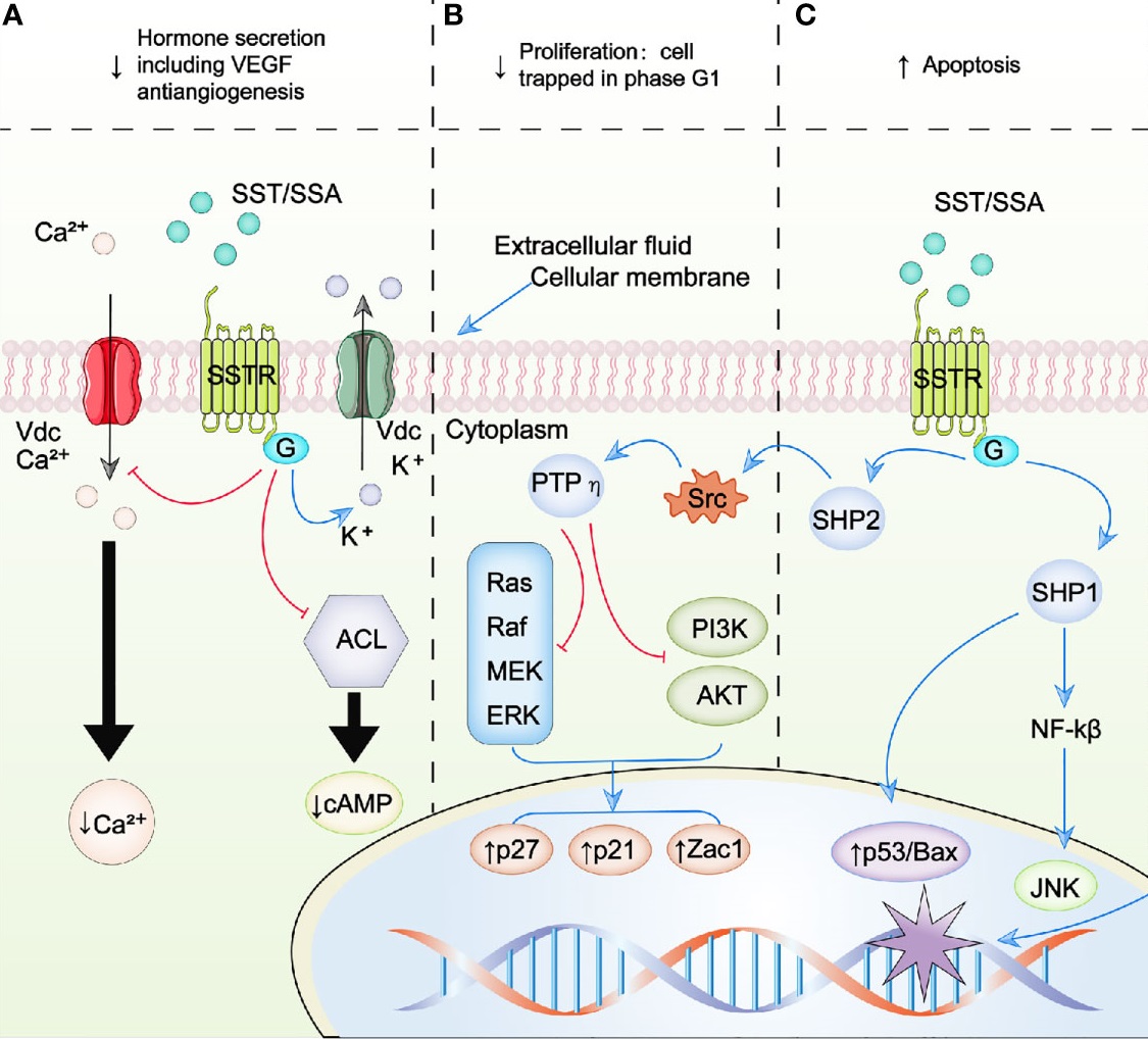SSTR5:内分泌调节与肿瘤治疗的重要靶点