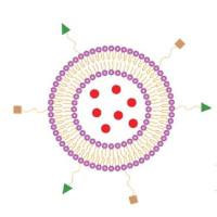 甘草次酸（‌GA）和花生凝集素（PNA）双配体修饰负载多柔比星（DOX）的脂质体