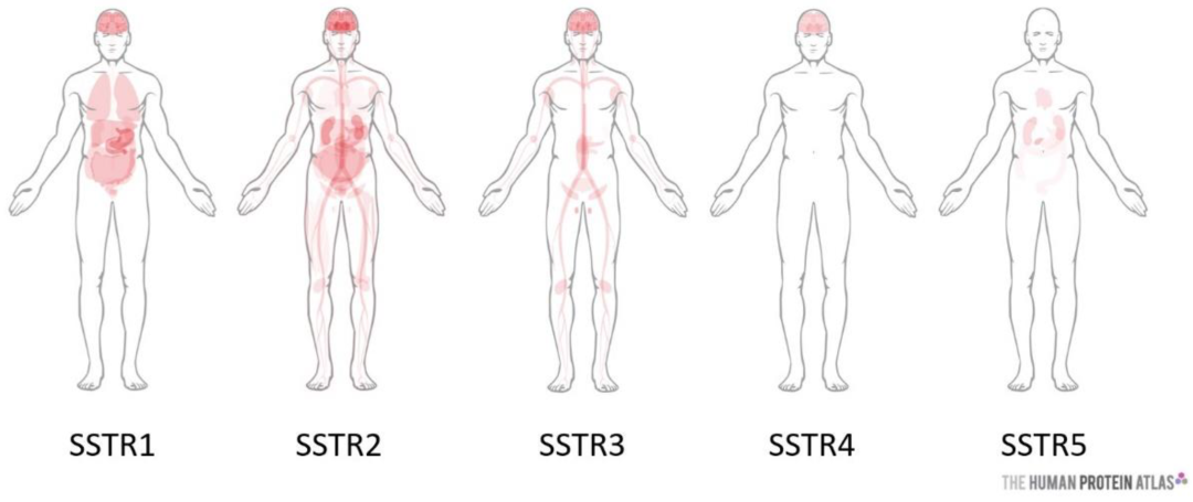 SSTR5:内分泌调节与肿瘤治疗的重要靶点