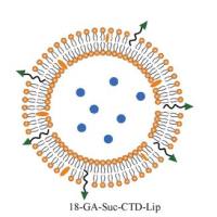 3-琥珀酰-30-硬脂基甘草次酸(18-GA-Suc)和CTD共载脂质体