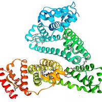 负载卡巴他赛（CBZ）的人血清白蛋白纳米颗粒