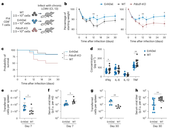 PD-1 表观遗传调控改善T细胞耗竭的新发现