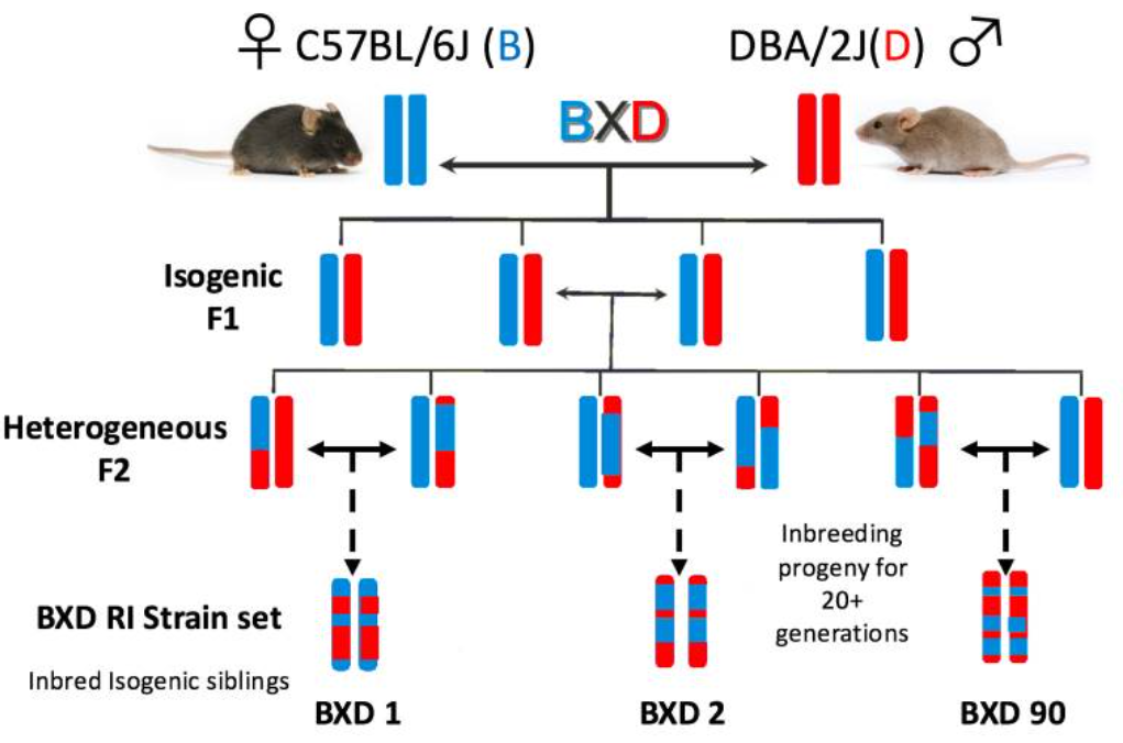 BXD小鼠：解锁遗传多样性的钥匙