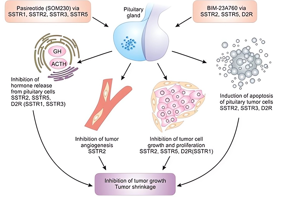 SSTR5：内分泌调节与肿瘤治疗的重要靶点